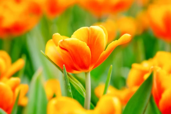 Kleurrijke Tulpenbloemen Tuin — Stockfoto