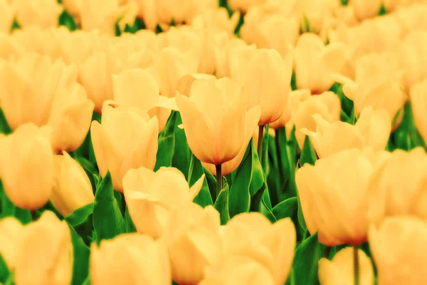 Schöne Tulpenblumen Garten — Stockfoto
