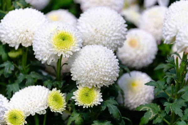 Vista Cerca Hermosas Flores — Foto de Stock