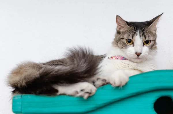 Retrato Hermoso Gato Acostado Muebles Azules Fondo Blanco —  Fotos de Stock