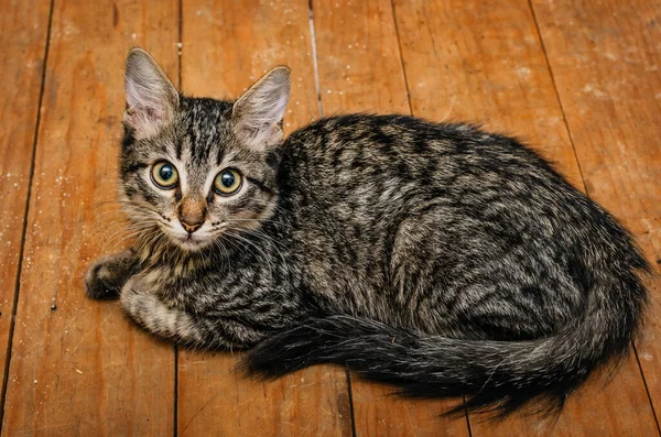 Portrait Beautiful Kitten Lying Wooden Table — Stock Photo, Image