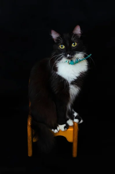Studio Portrait Kitten Wooden Chair Black Background — Stock Photo, Image