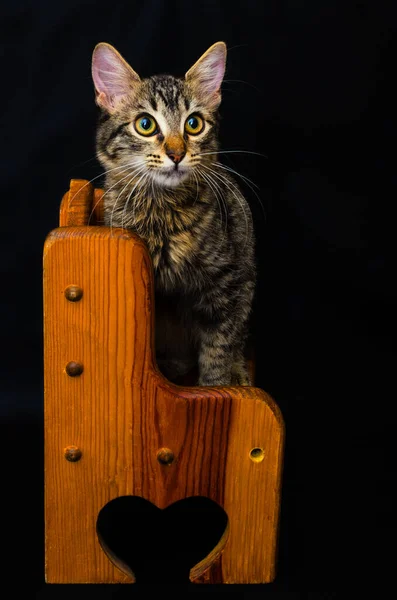 Estudio Retrato Gatito Silla Madera Con Fondo Negro —  Fotos de Stock