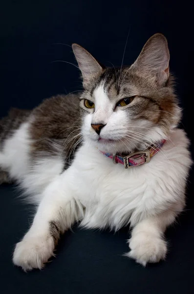 Beautiful Portrait Kitten Lying Its Side Black Background — Stock Photo, Image