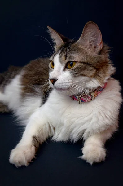 Beautiful Portrait Kitten Lying Its Side Black Background — Stock Photo, Image