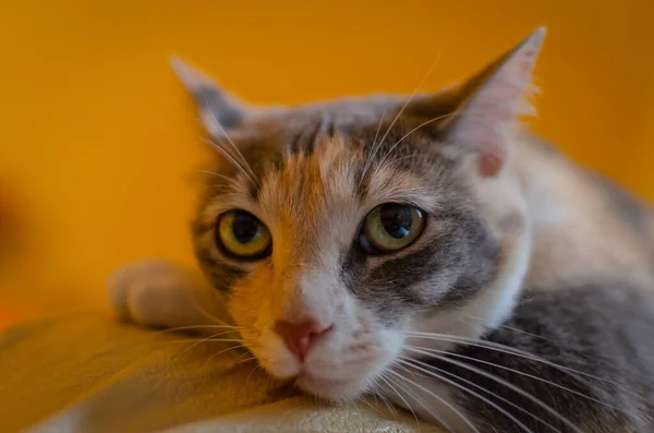 Vacker Fläckig Kattunge Som Ligger Framtassen Med Ett Sött Utseende — Stockfoto