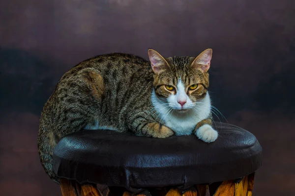 Portret Studio Kota Krześle Piękny Kot Pręgowany — Zdjęcie stockowe