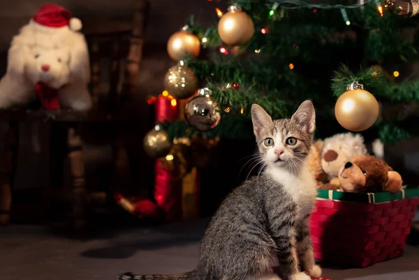 Güzel bir kedi portresi. Noel atmosferinde kedi yavrusu.