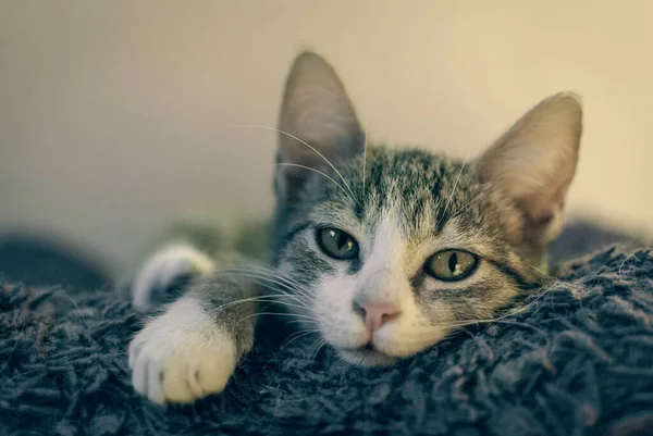 Gato Tendido Con Los Ojos Bien Abiertos Hermoso Joven Gato —  Fotos de Stock