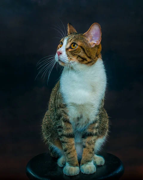 Portret Studio Kota Krześle Piękny Kot Pręgowany — Zdjęcie stockowe