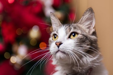 Gri ve beyaz bir kedi, arka planda bokeh efektiyle bulanık bir Noel ağacıyla yukarı bakar..