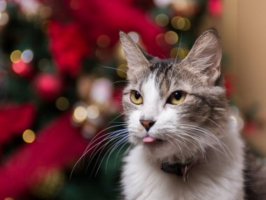 Gri ve beyaz bir kedi, arka planda bokeh efektiyle bulanık bir Noel ağacıyla yukarı bakar..