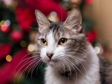 Büyüleyici gri ve beyaz bir kedi dikkatle bakar, arkasında yumuşak bir odak noktası olan neşeli bir Noel ağacı.