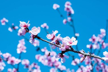 Yumuşak şeftali ağaçlarının çiçek açtığı yeni bahar arkaplanı. Doğal çiçek güzelliği ve mevsimsel doğa manzarası. Yüksek kalite fotoğraf.