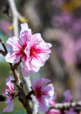 Yumuşak şeftali ağaçlarının çiçek açtığı yeni bahar arkaplanı. Doğal çiçek güzelliği ve mevsimsel doğa manzarası. Yüksek kalite fotoğraf.