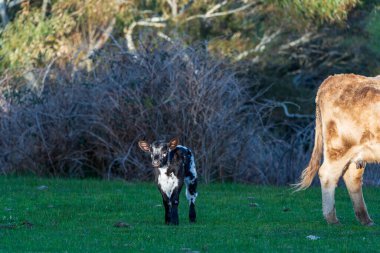 Buzağı, altın öğlen güneşinde yeşil yamaçta anne inekle otluyor. Pastoral çiftlik manzarası, kırsal yaşam, huzurlu doğa. Yüksek kalite fotoğraf.