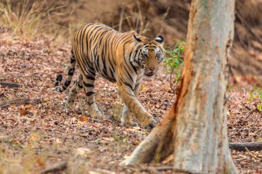 Büyük Bengal Kaplanı erkeği doğal ortamlarında. Kaplanın Kaplanı Yürüyüşü. Tehlikeli Hayvan 'la vahşi yaşam sahnesi. Hindistan 'da sıcak bir yaz. Güzel Hint Kaplanı Panthera Dicle ile kuru alan