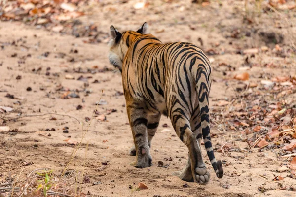 Stor Bengalisk Tigerhane Sin Naturliga Miljö Närbild Tiger Promenad Djurlivsscen — Stockfoto