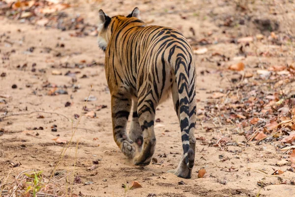 Stor Bengalsk Tiger Sine Naturlige Omgivelser Nærme Tiger Gangen Viltscene – stockfoto