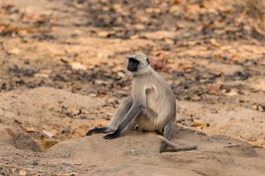 Gri Langur, Hindistan 'dan Hanuman Langur, Kum Sahasında oturan Semnopithecus Entellus