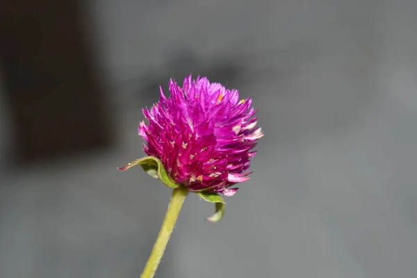 Piękny Różowy Kwiat Zbliżenie Fotografia Porze Deszczowej — Zdjęcie stockowe