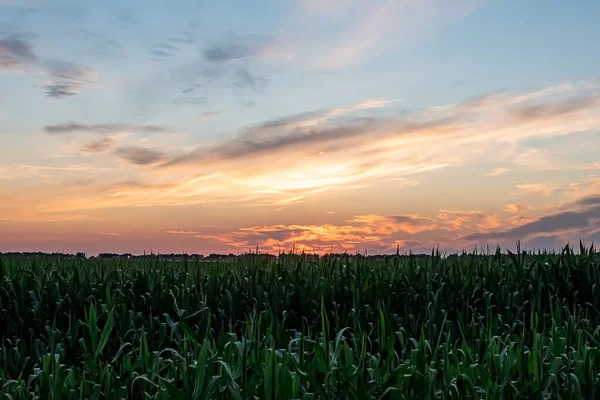 Grünes Maisfeld Sommersonnenuntergang — Stockfoto