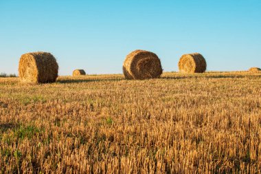 Gün doğumunda tarlada saman yığınları