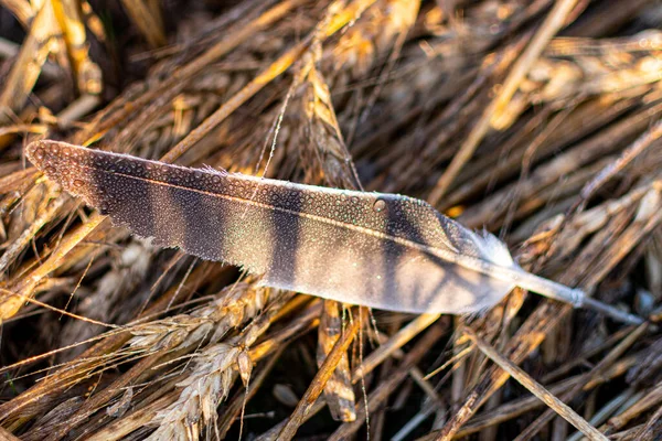朝露の鳥の羽と小麦のスパイク — ストック写真