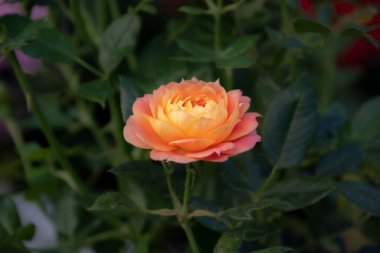 Sabah bahçesinde narin portakal gülü