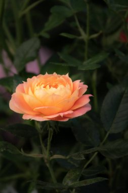 Sabah bahçesinde narin portakal gülü