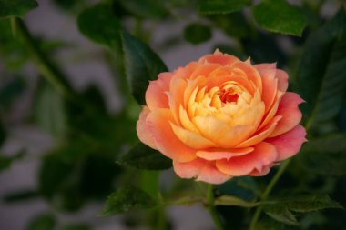 Sabah bahçesinde narin portakal gülü