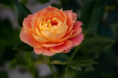 Sabah bahçesinde narin portakal gülü