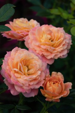 Sabah bahçesinde narin portakal gülü