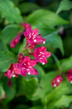 Sabah bahçesinde parlak çiçekler