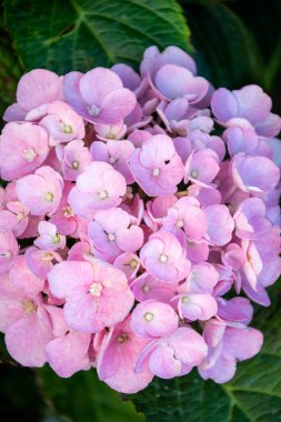 Sabah bahçesinde pembe ortanca çiçekleri