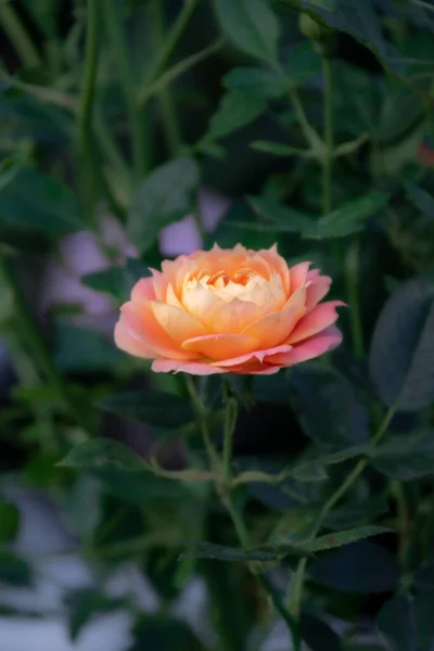 朝の庭に繊細なオレンジのバラが — ストック写真