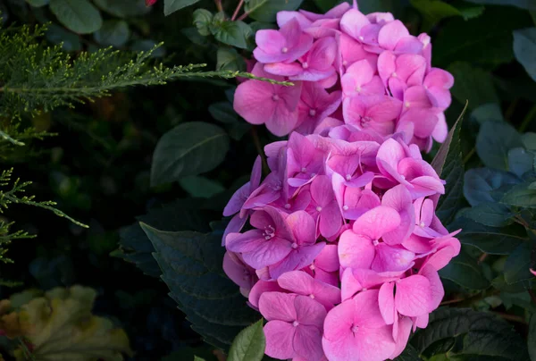 Fiori Ortensia Rosa Nel Giardino Del Mattino — Foto Stock