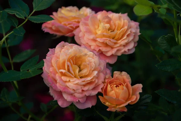 Delicada Rosa Laranja Jardim Manhã — Fotografia de Stock
