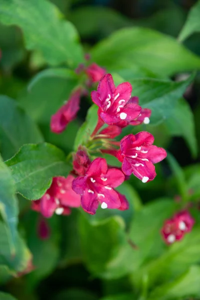 Flores Brilhantes Jardim Manhã — Fotografia de Stock