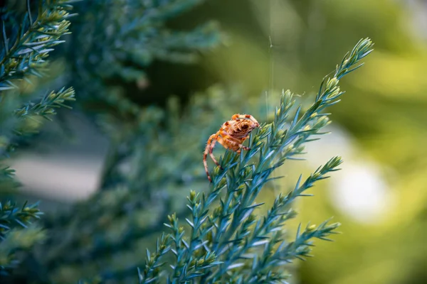 Araignée Sur Les Branches Vertes Dans Jardin — Photo