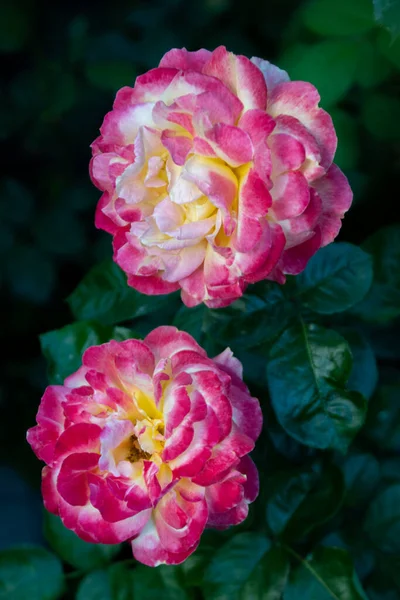 Flores Brilhantes Jardim Manhã — Fotografia de Stock