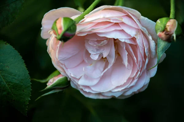 Нежная Розовая Роза Утреннем Саду — стоковое фото