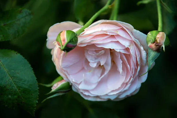 Нежная Розовая Роза Утреннем Саду — стоковое фото