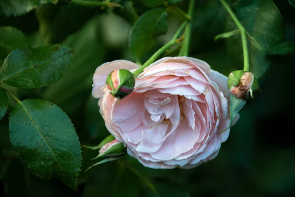 Rosa Delicada Rosa Jardim Manhã — Fotografia de Stock