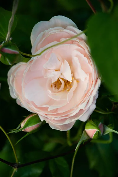 delicate pink rose in the morning garden