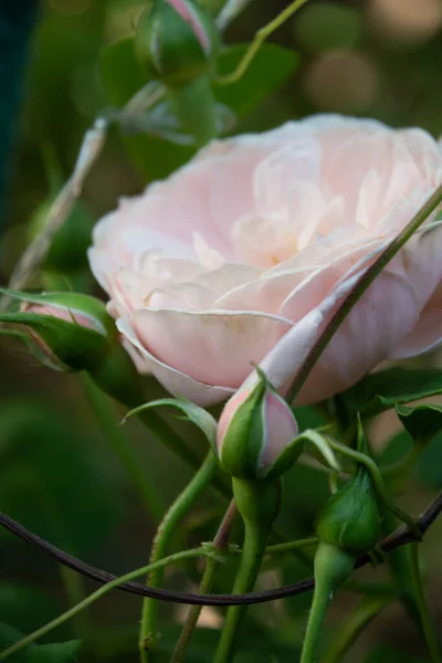 晨园中精致的粉红玫瑰 — 图库照片