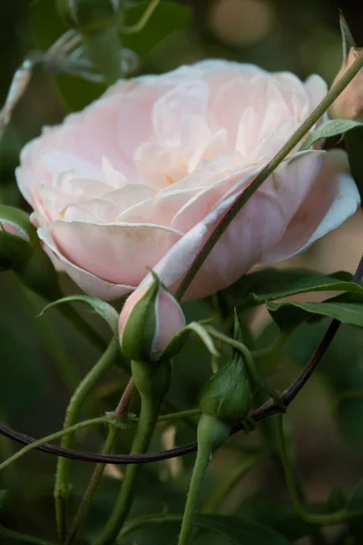 Rosa Delicada Rosa Jardim Manhã — Fotografia de Stock