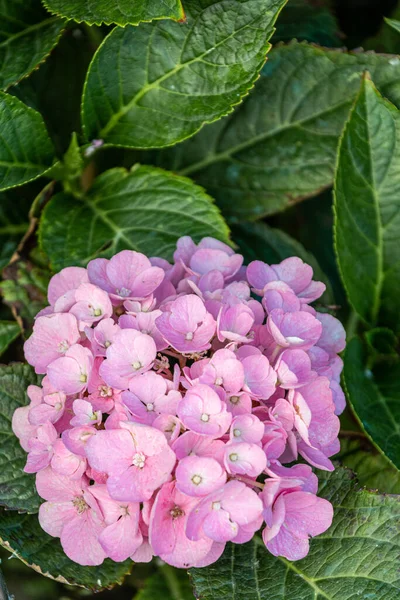 Розовые Гортензии Цветы Саду — стоковое фото