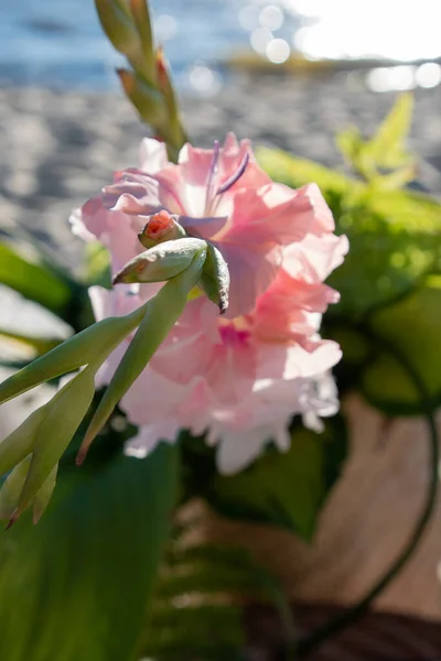 Розовый Цветок Гладиолуса Солнечных Лучах — стоковое фото