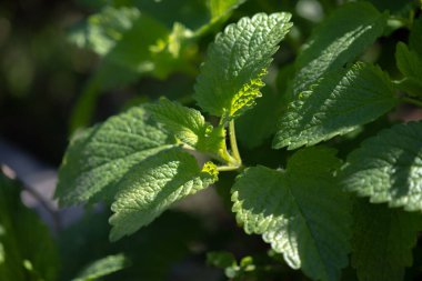 Bahçede taze organik limon merhemi (Melissa officinalis)